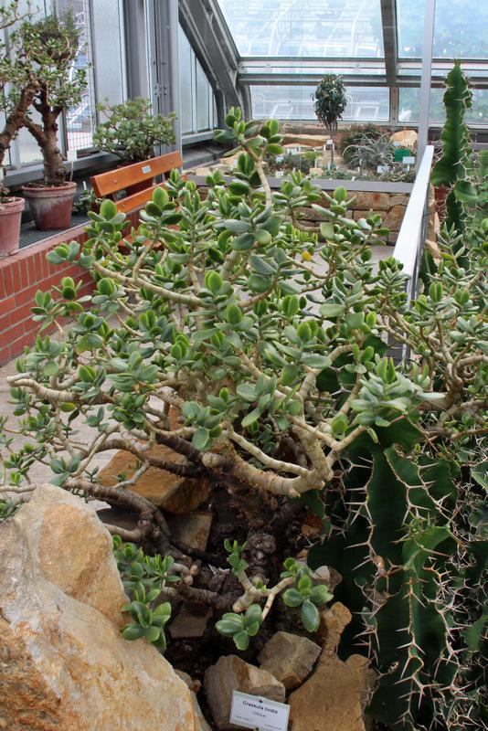 Photo of Jade Plant (Crassula ovata) uploaded by RuuddeBlock