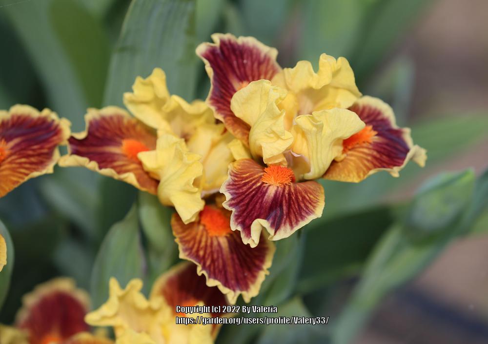 Photo of Standard Dwarf Bearded Iris (Iris 'Zooboomafoo') uploaded by Valery33