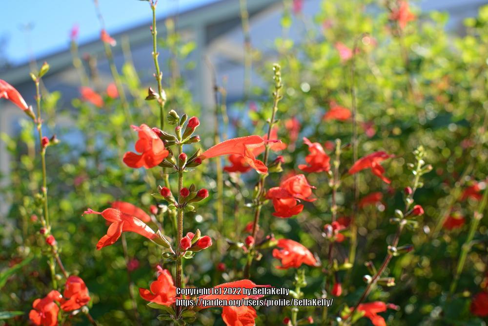 Photo of Scarlet Sage (Salvia coccinea) uploaded by BellaKelly