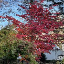 Location: Southern Maine
Date: Oct 27 2022
Brilliant red fall color right now.