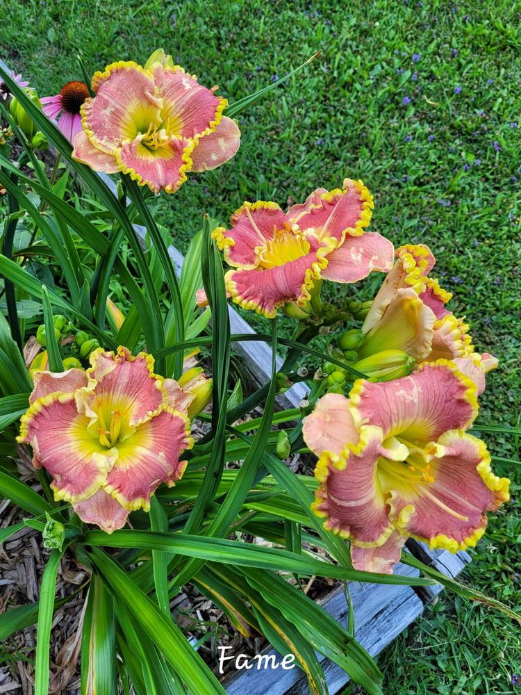 Photo of Daylily (Hemerocallis 'Fame') uploaded by QueenBee99