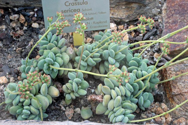 Photo of Crassula sericea var. hottentotta uploaded by RuuddeBlock