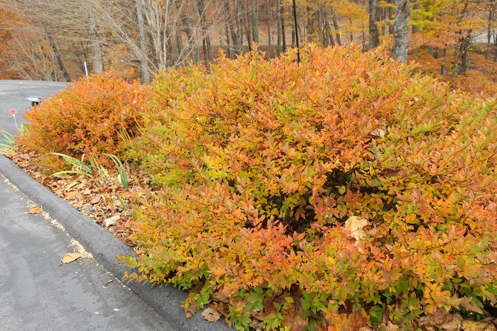 Photo of Japanese Spirea (Spiraea japonica 'Magic Carpet') uploaded by 2Dogsmother