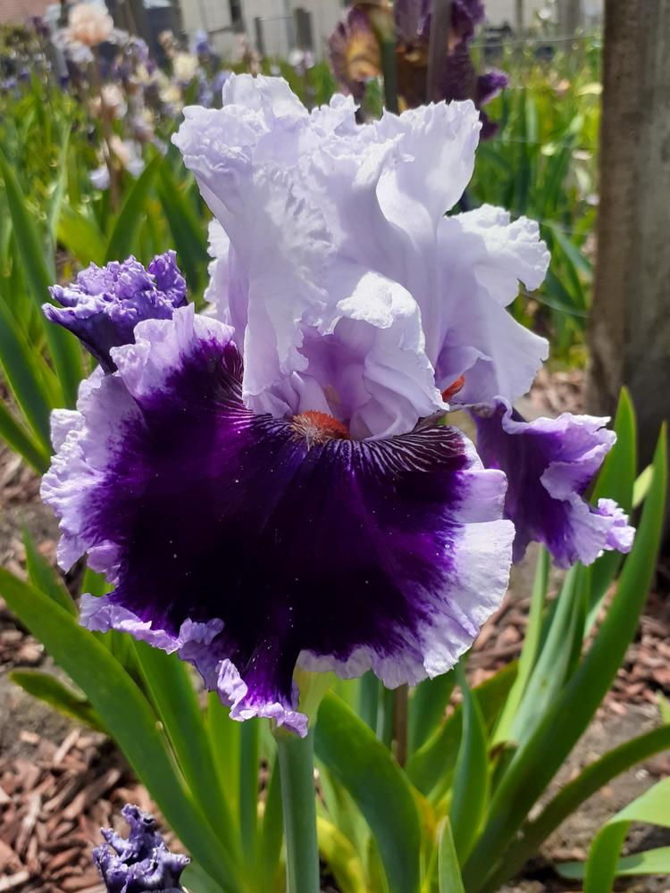 Photo of Tall Bearded Iris (Iris 'Daring Deception') uploaded by PaulaHocking