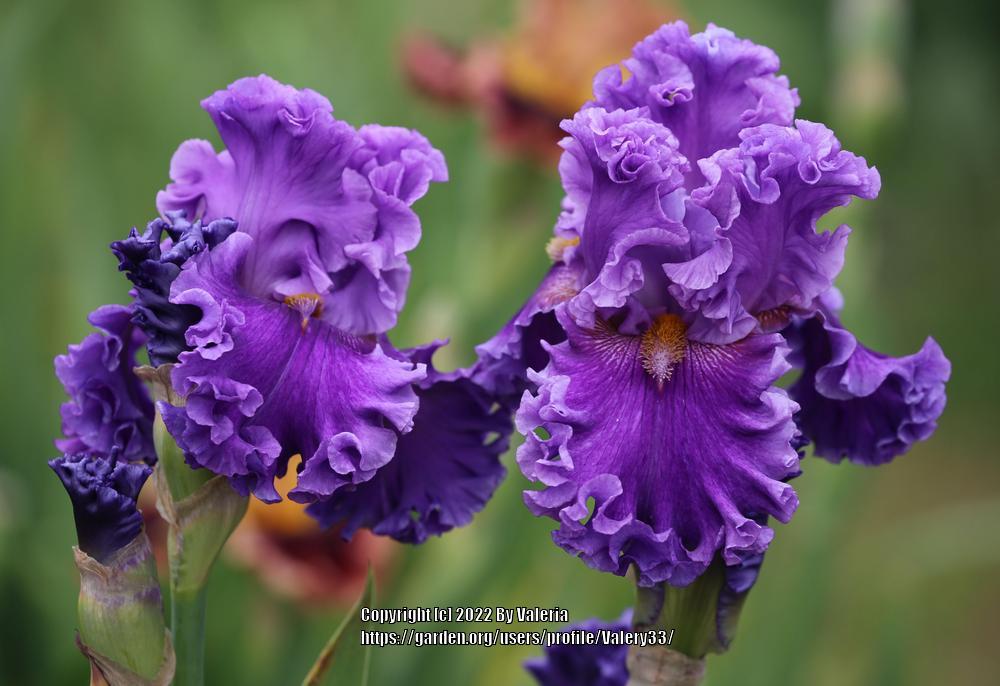 Photo of Tall Bearded Iris (Iris 'Foreign Scandal') uploaded by Valery33