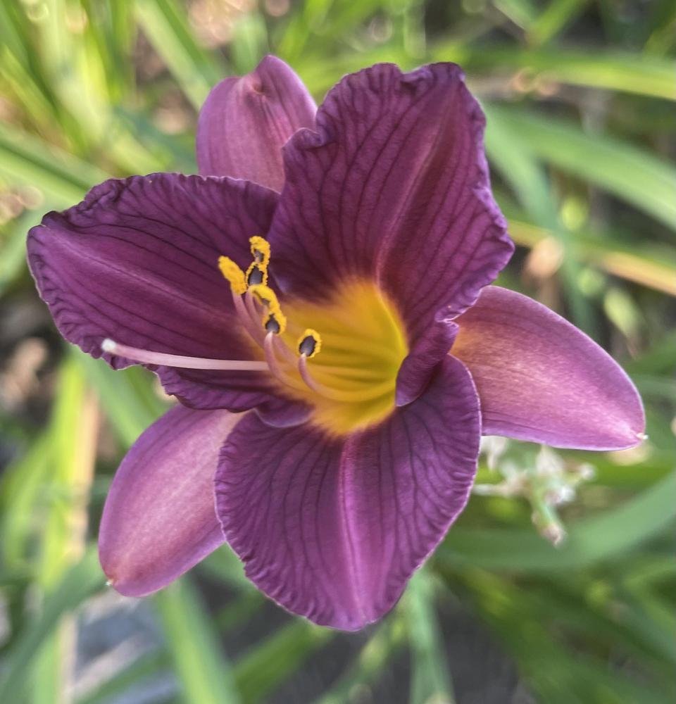 Photo of Daylily (Hemerocallis 'Purple De Oro') uploaded by Zoia