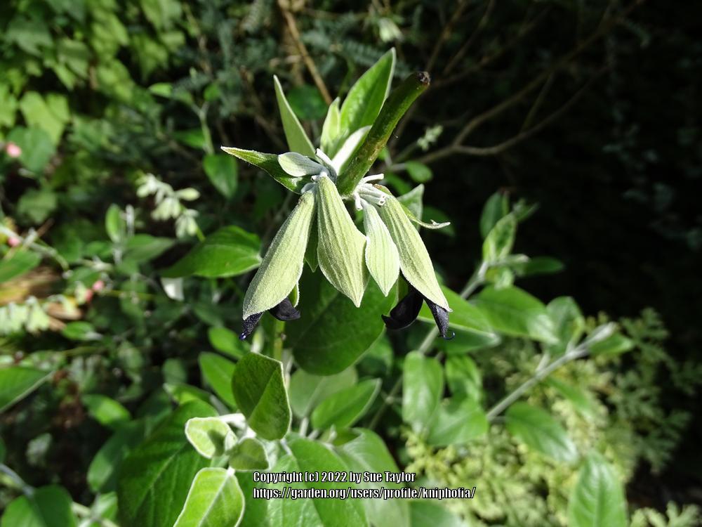 Photo of Andean Silver-Leaf Sage (Salvia discolor) uploaded by kniphofia