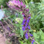 Plant was labeled Salvia tesquicola, apparently now synonymous wi