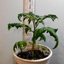 Location: Eagle Bay, New York
Date: 2022-10-31
Micro Dwarf Tomato Laura #5, about 1 month, nearly mature - 5.5 i