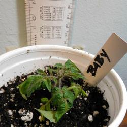 Location: Eagle Bay, New York
Date: 2022-10-31
Micro Dwarf Tomato Baby, about one month old, 1.5 inches tall