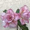 My beautiful grafted desert rose, ‘Pink Diamond’