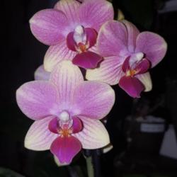 Location: Ontario, Canada
Date: 2022-10-29
New addition to my orchid collection. I couldn't resist the soft 