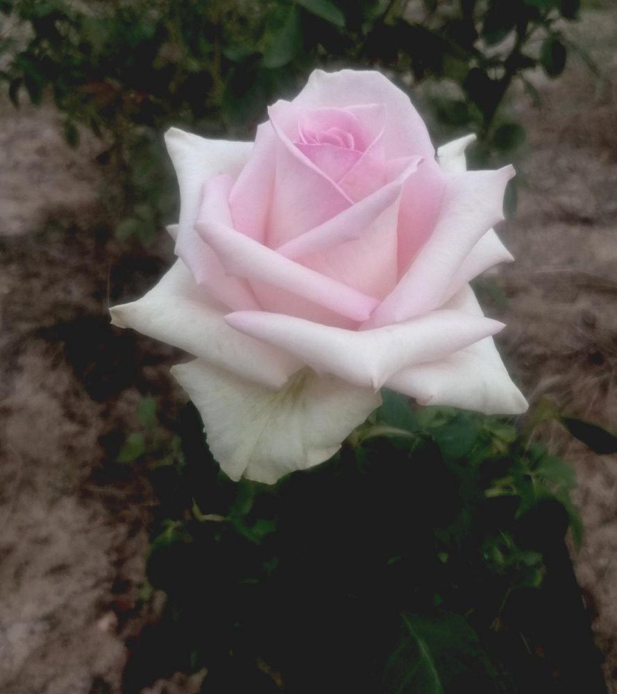 Photo of Rose (Rosa 'Sheer Bliss') uploaded by manueldalmeida