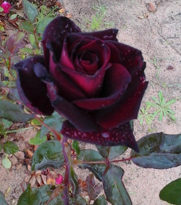 Photo of Rose (Rosa 'Black Beauty') uploaded by manueldalmeida