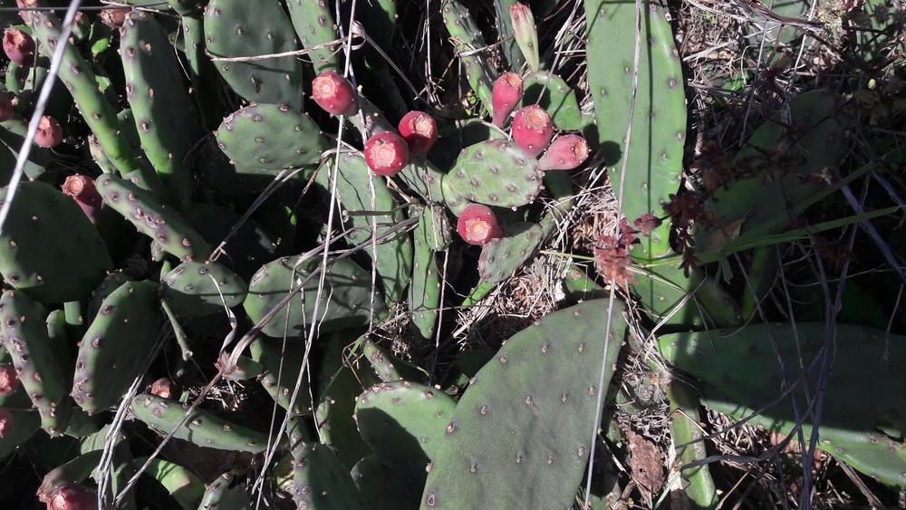 Photo of Eastern Prickly Pear (Opuntia humifusa) uploaded by skopjecollection