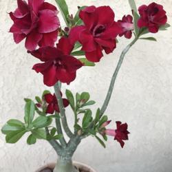 Location: My garden in Tampa, Florida
Date: 2022-11-01
My red desert rose.