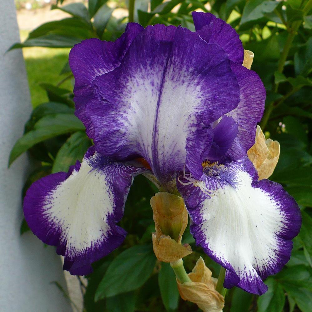 Photo of Tall Bearded Iris (Iris 'Stepping Out') uploaded by HemNorth