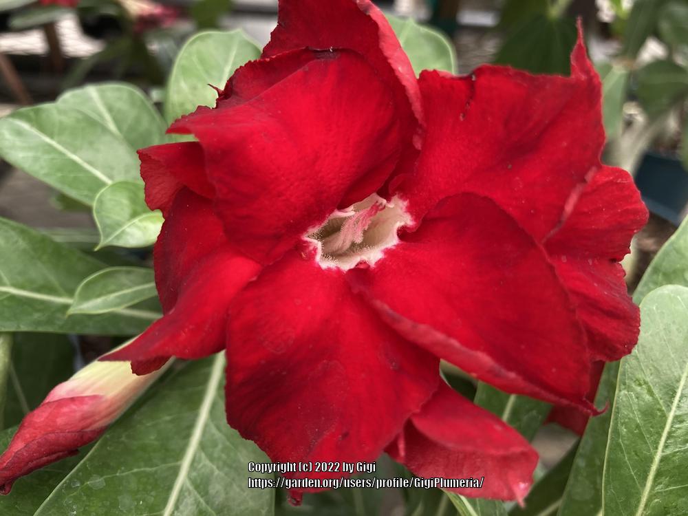 Photo of Desert Rose (Adenium obesum) uploaded by GigiPlumeria