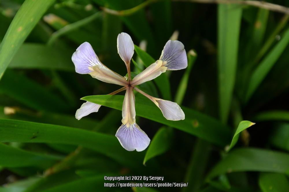 Photo of Species Iris (Iris foetidissima) uploaded by Serjio