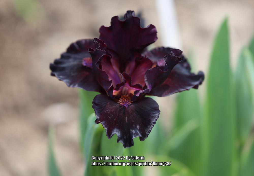 Photo of Standard Dwarf Bearded Iris (Iris 'Anubis') uploaded by Valery33