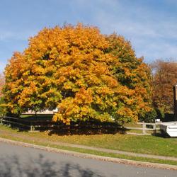Location: Reading, Pennsylvania
Date: 2022-10-30
tree in yard in fall color
