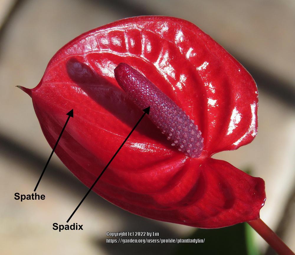 Photo of Anthuriums (Anthurium) uploaded by plantladylin
