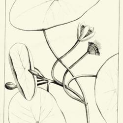 
Date: c. 1803
illustration [as by Hydropeltis purpurea] P. J. Redouté from Mic