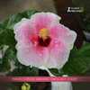 Hibiscus rosa-sinensis ‘Obdulia Sison’ has soft pink rose pet
