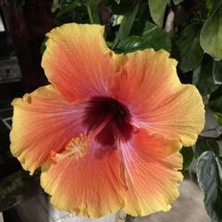 Location: Tampa, Florida
Date: 2022-11-03
Beautiful hibiscus bloom spotted at local store.