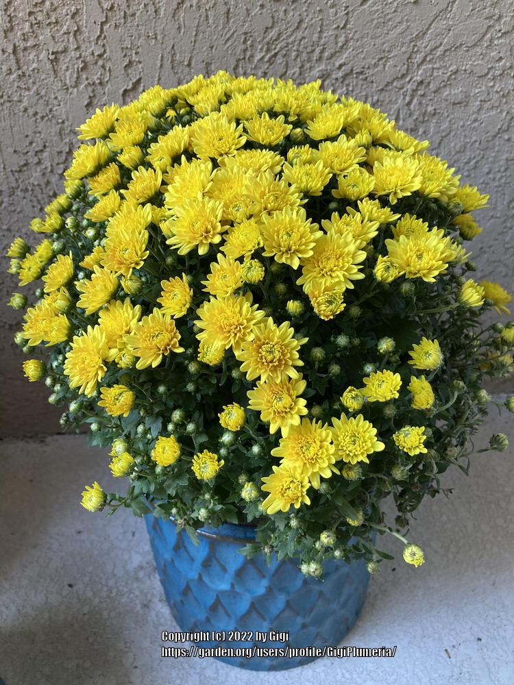 Photo of Chrysanthemum uploaded by GigiPlumeria