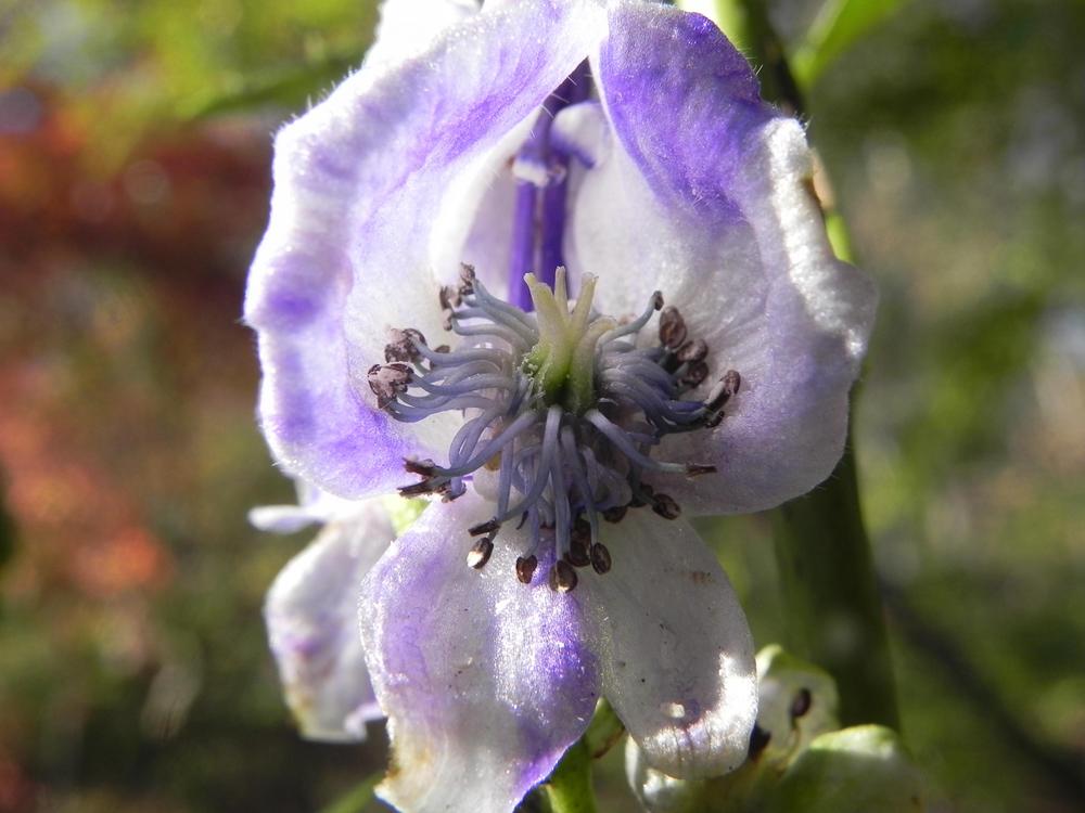 Photo of Monkshood (Aconitum x bicolor) uploaded by SL_gardener