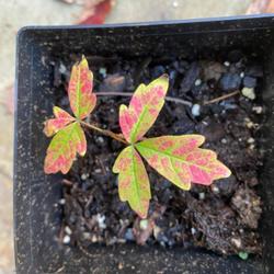 Location: St Louis
A little paperbark seedling already sporting nice fall color!