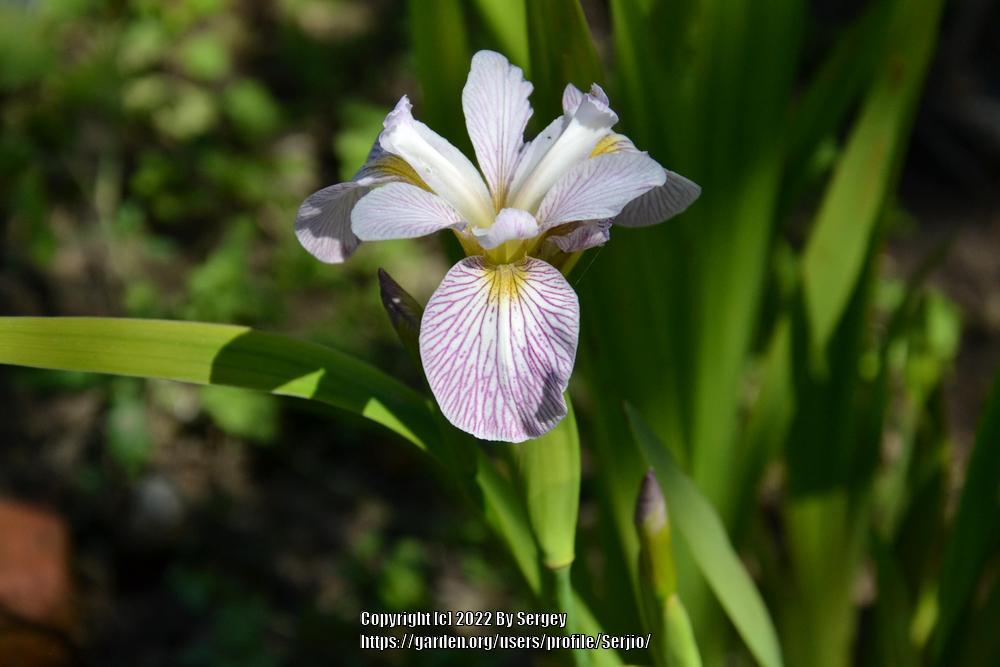 Photo of Species Iris (Iris versicolor 'Candystriper') uploaded by Serjio
