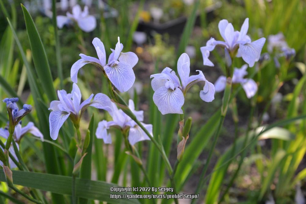 Photo of Species Iris (Iris versicolor) uploaded by Serjio