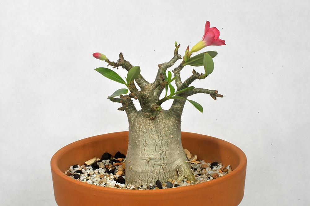Photo of Desert Rose (Adenium obesum subsp. obesum) uploaded by deepsouth