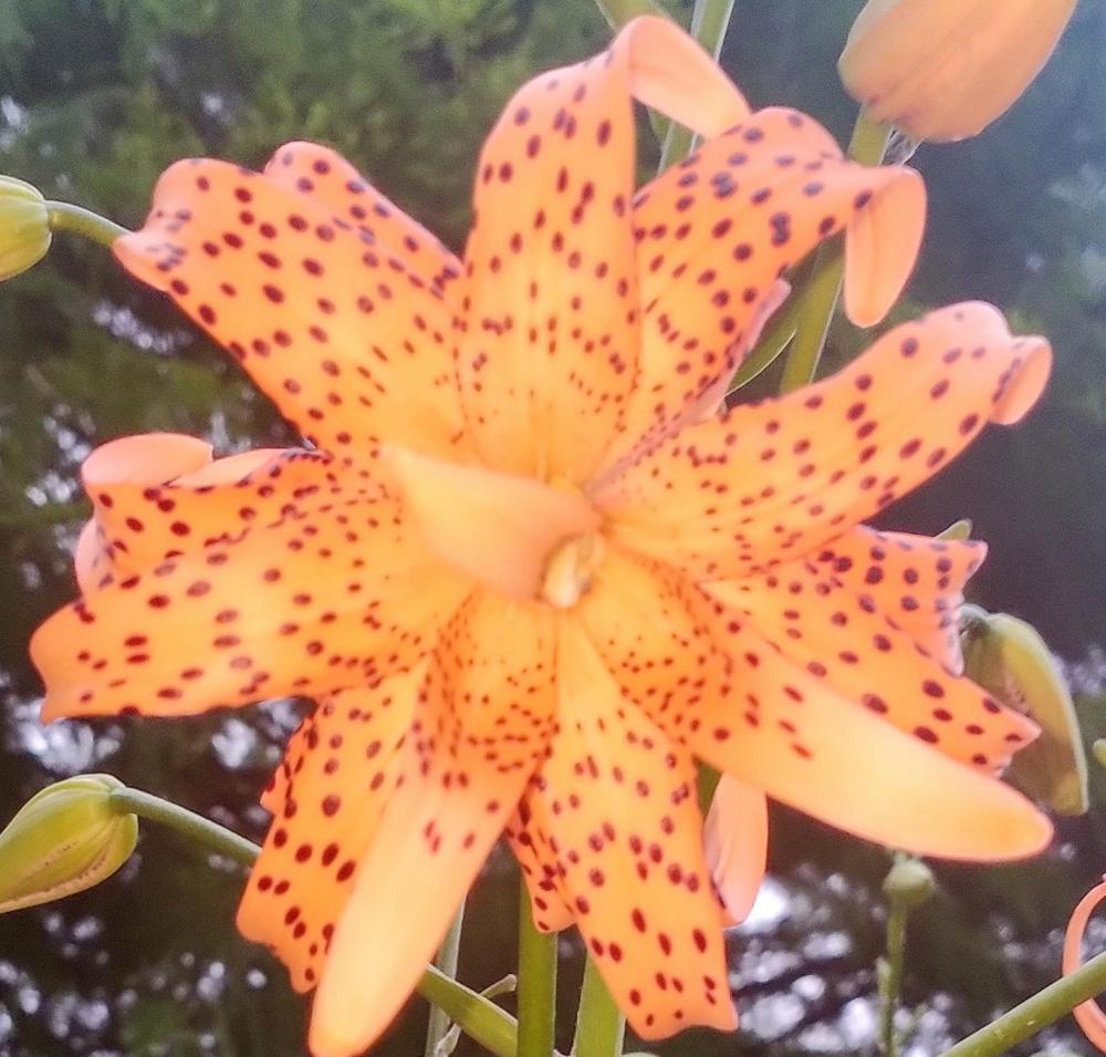Photo of Double Tiger Lily (Lilium lancifolium 'Flore Pleno') uploaded by HoodLily