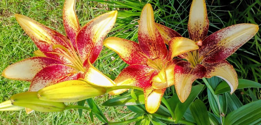 Photo of Lily (Lilium 'Tigerplay') uploaded by HoodLily