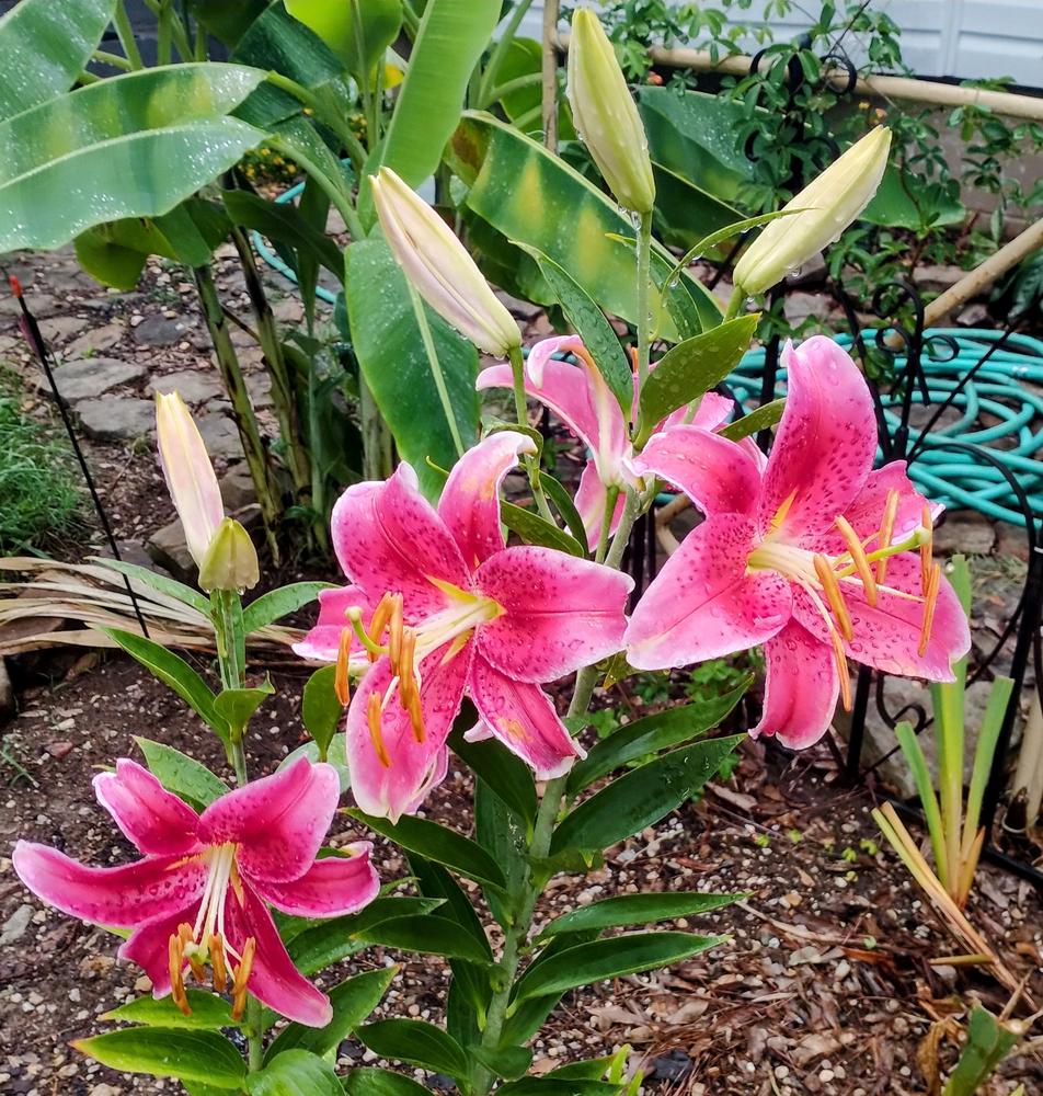 Photo of Oriental Lily (Lilium 'Star Gazer') uploaded by HoodLily