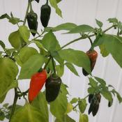 Ghost peppers ripening on plant late October
