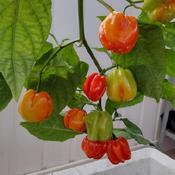Habaneros ripening indoors