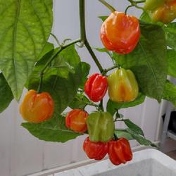Location: Sweden, greenhouse 
Date: 2022-11-05
Habaneros ripening indoors