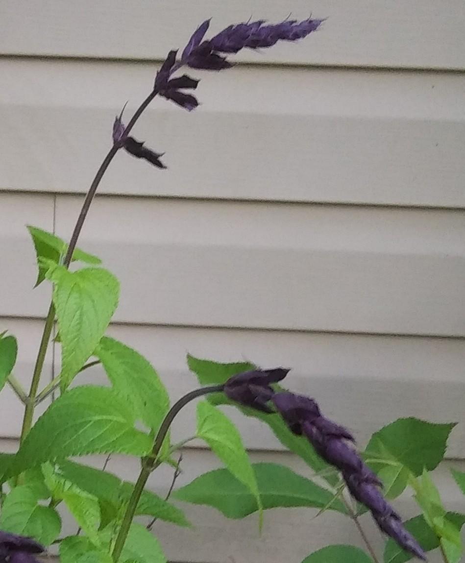 Photo of Blue Anise Sage (Salvia coerulea) uploaded by purpleinopp