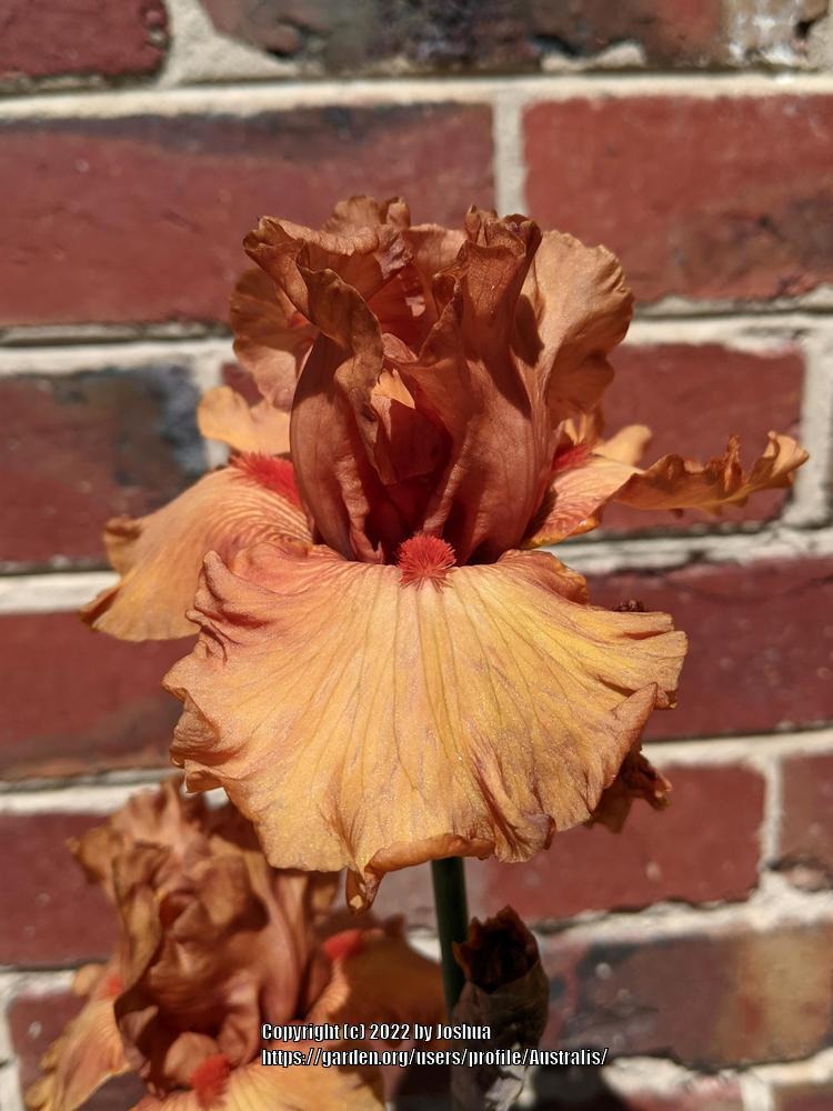 Photo of Tall Bearded Iris (Iris 'Game Plan') uploaded by Australis