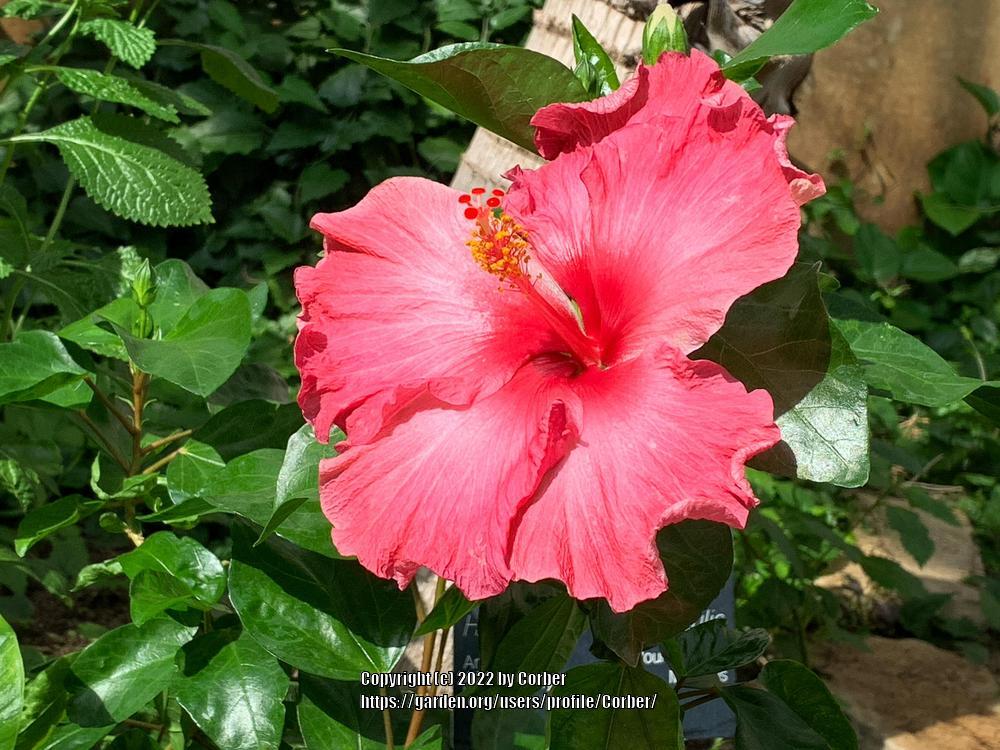 Photo of Hibiscus uploaded by Corber