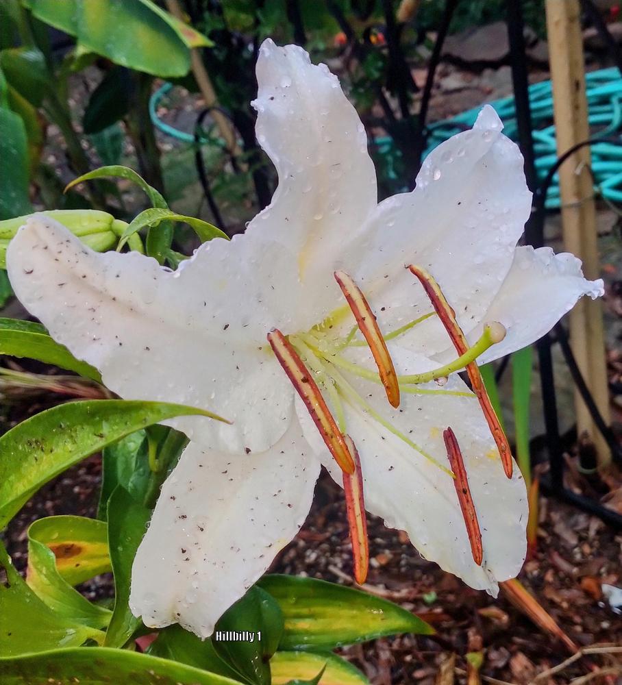 Photo of Oriental Lily (Lilium 'Casa Blanca') uploaded by HoodLily