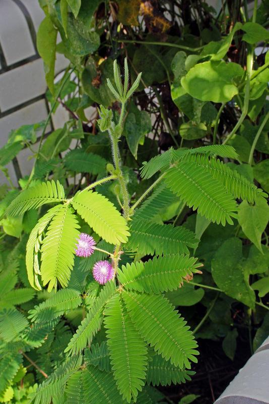Photo of Sensitive Plant (Mimosa pudica) uploaded by RuuddeBlock