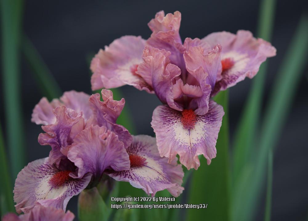 Photo of Standard Dwarf Bearded Iris (Iris 'Raspberry Ice') uploaded by Valery33