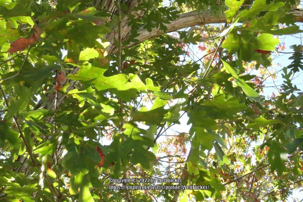 Photo of White Oak (Quercus alba) uploaded by WebTucker