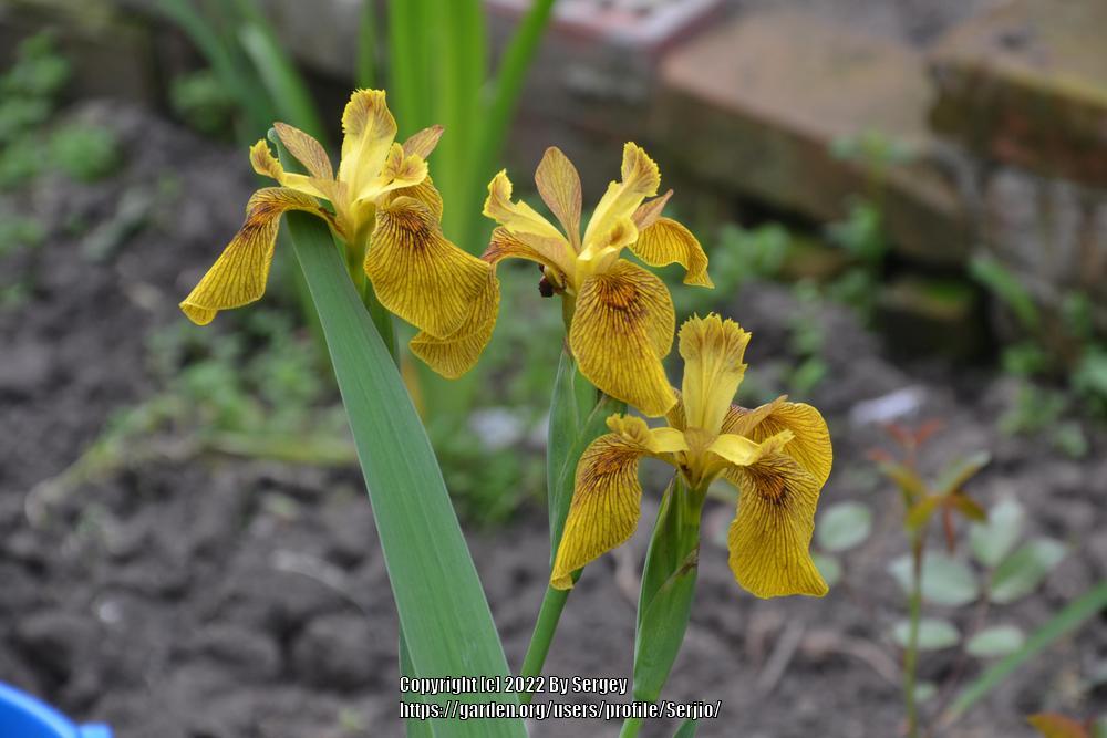 Photo of Species X Iris (Iris 'Phil Edinger') uploaded by Serjio