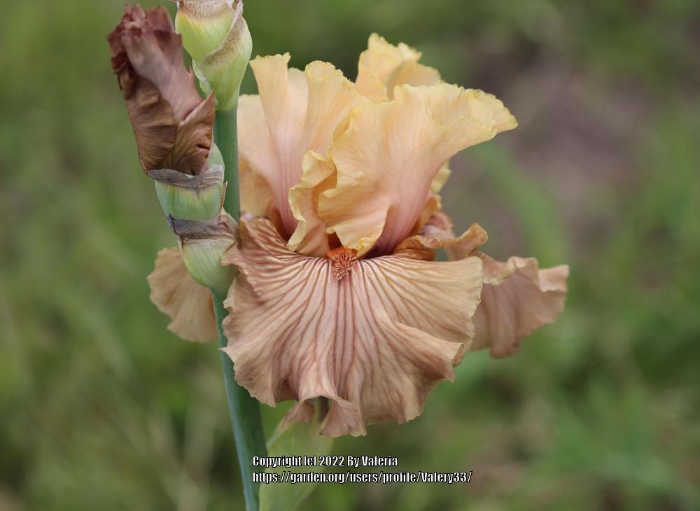 Photo of Tall Bearded Iris (Iris 'Just Crazy') uploaded by Valery33